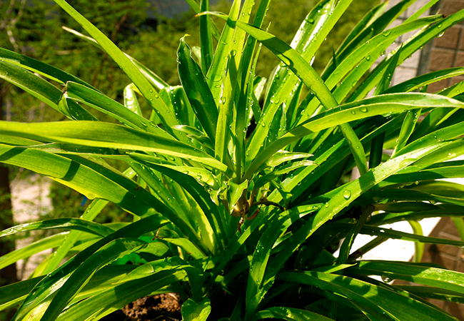 plantsa-arana
