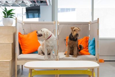 Le presentamos algunas oficinas dog friendly